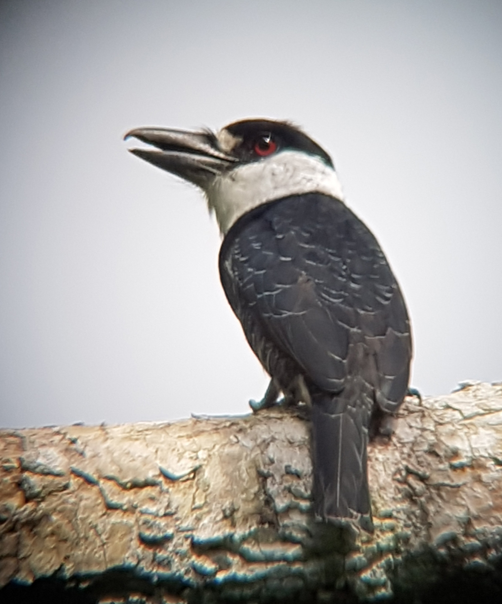 image Guianan Puffbird
